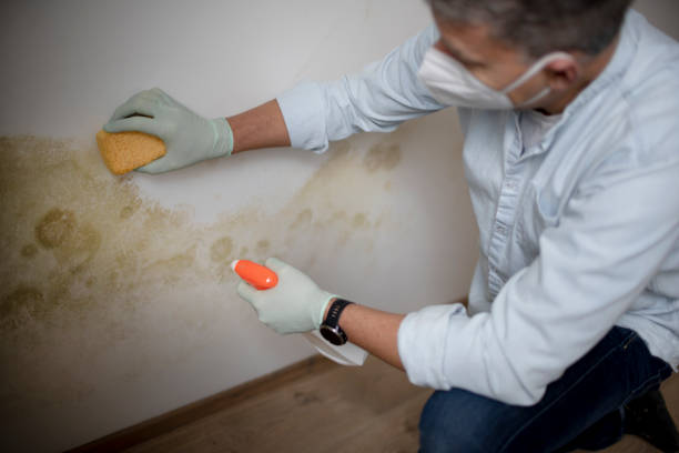 Best Mold Damage Repair  in Mount Cob, PA