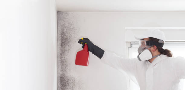 Best Fast Mold Removal  in Mount Cob, PA