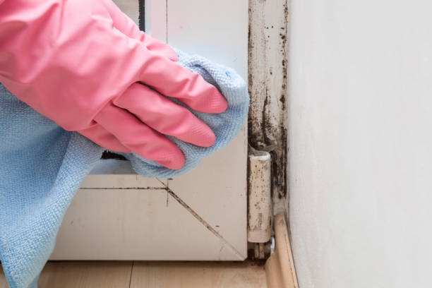 Best Local Mold Removal Service  in Mount Cob, PA
