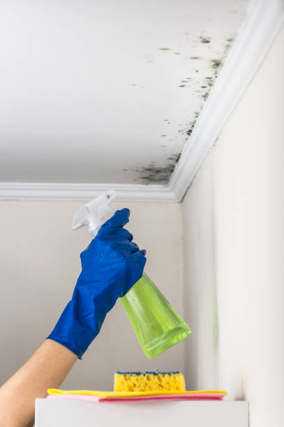 Best Professional Mold Removal  in Mount Cob, PA
