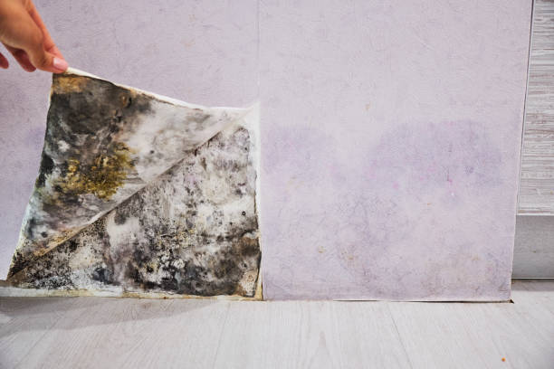 Mold Testing and Removal in Mount Cob, PA